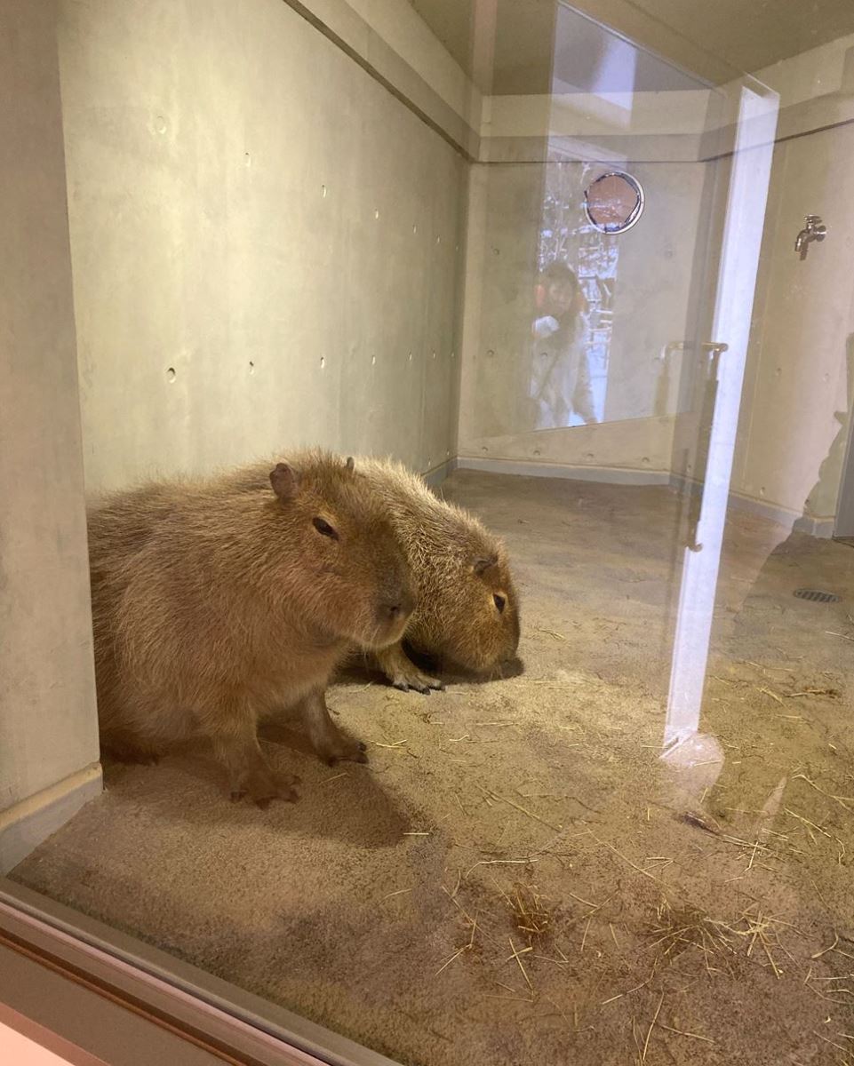 Sapporo zoo